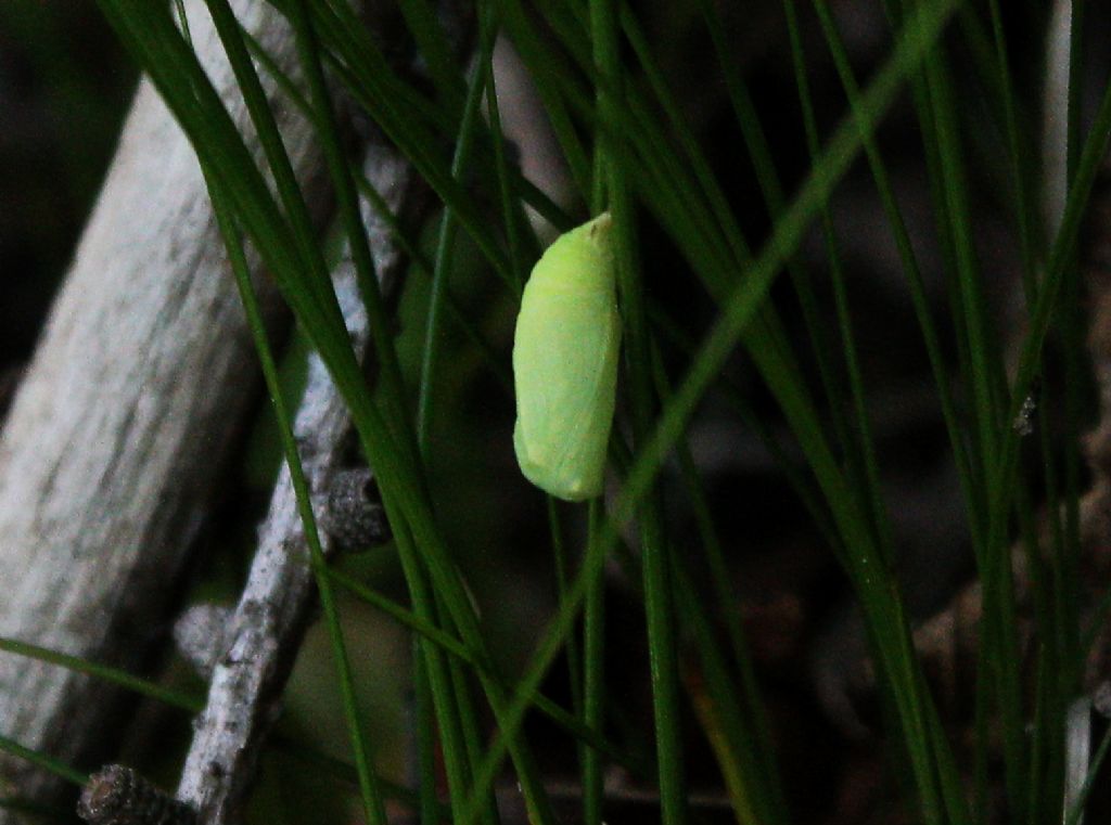 crisalide di Nymphalidae Satyrinae